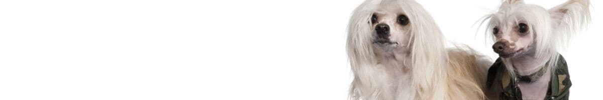 Chinese Crested iFokus