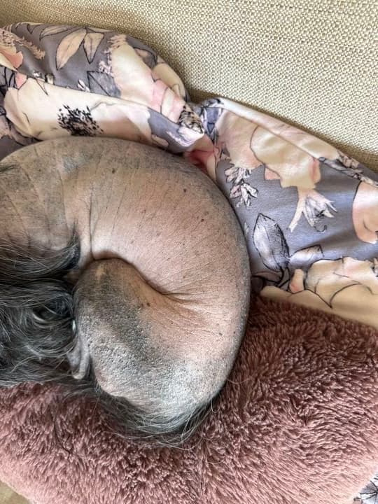 Pormasksproblem kinesisk nakenhund 